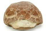 Adorable, Inflated Fossil Tortoise (Stylemys) - South Dakota #373011-4